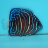 Pomacanthus Annularis adulte : 15 à 18 cm